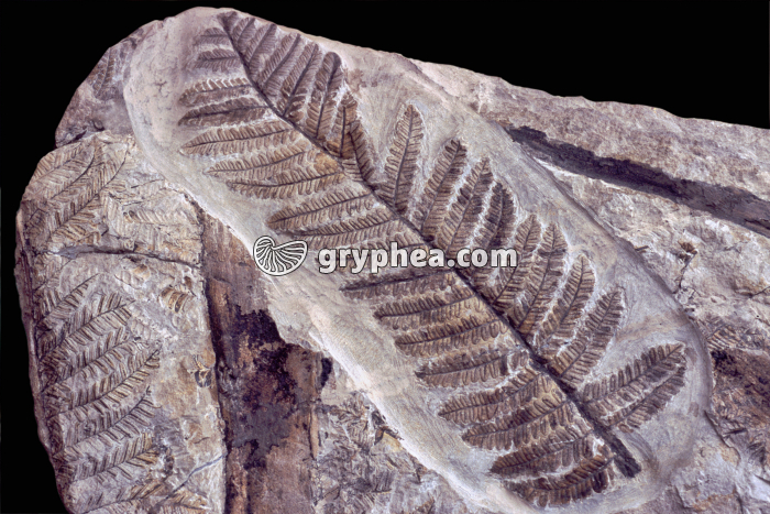 Fougère - gryphea.org